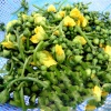 Nụ mướp hương nhà trồng tự nhiên an toàn
